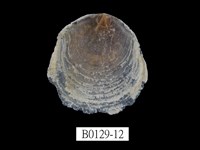 藏品(雲母蛤)的圖片